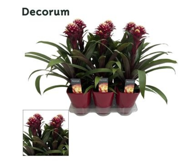 GUZMANIA ROUGE CERAM
