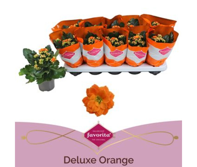 KALANCHOE FL DBLE ORANGE