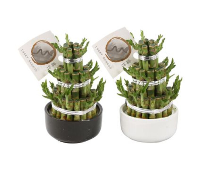 LUCKY BAMBOU 3 RINGS CERAM