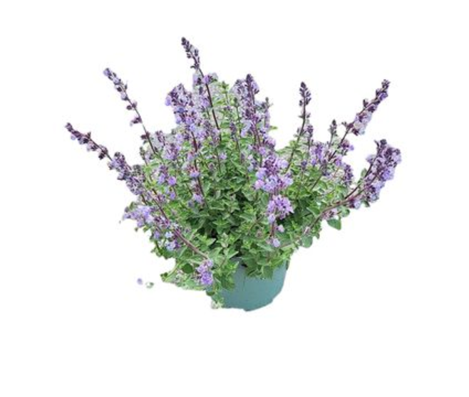 NEPETA FAASSENII