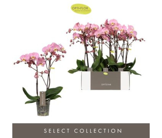 PHALAENOPSIS 2BR ROSE PADOVA