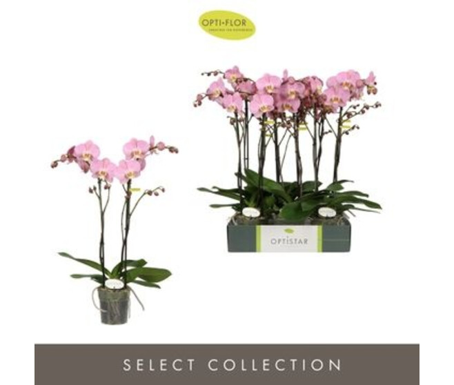 PHALAENOPSIS 2BR ROSE PADOVA