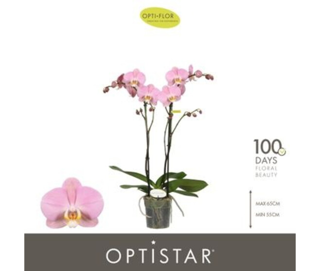 PHALAENOPSIS 2BR ROSE PADOVA