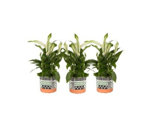 SPATHIPHYLLUM PEARL CUPIDO