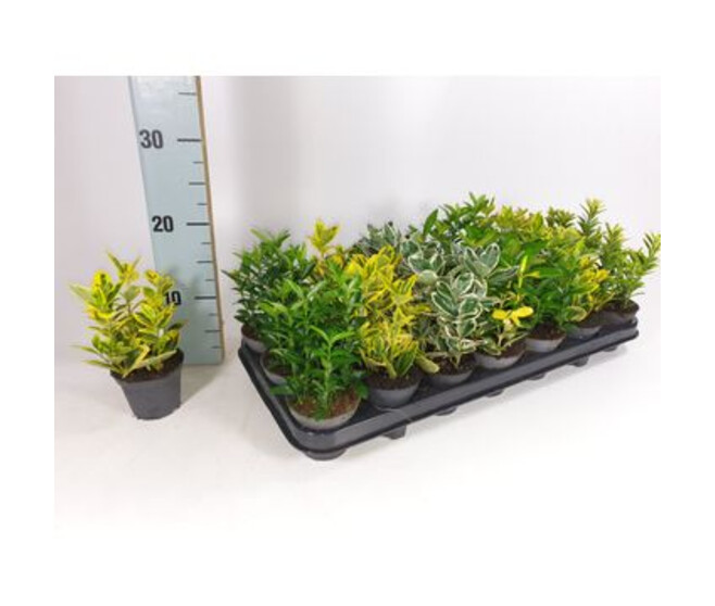 EUONYMUS VARIE