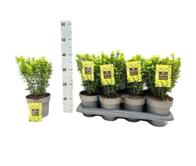 EUONYMUS AUREOVARIEGATUS