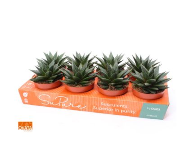 GASTERIA FLOW