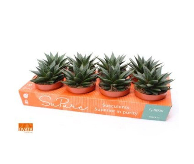 GASTERIA FLOW