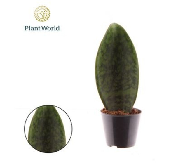 SANSEVIERIA MASONIANA