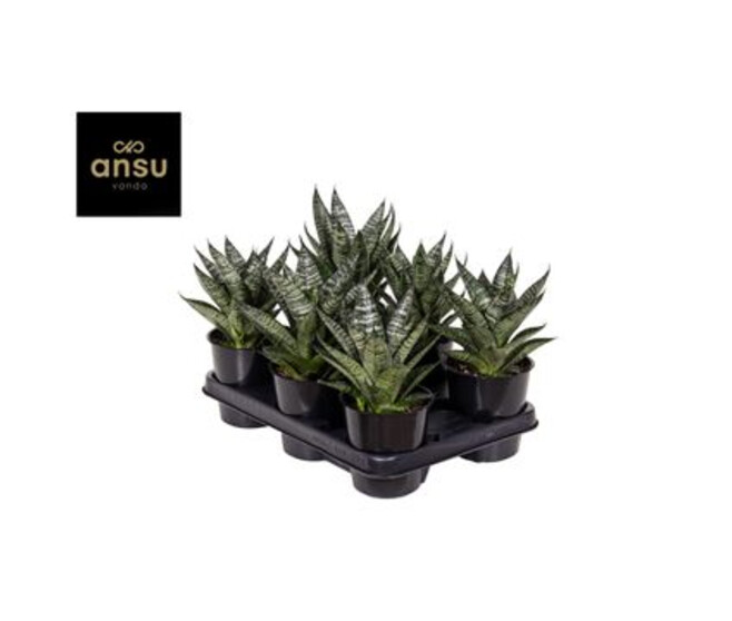 SANSEVIERIA CYLINDRICA MARBLE