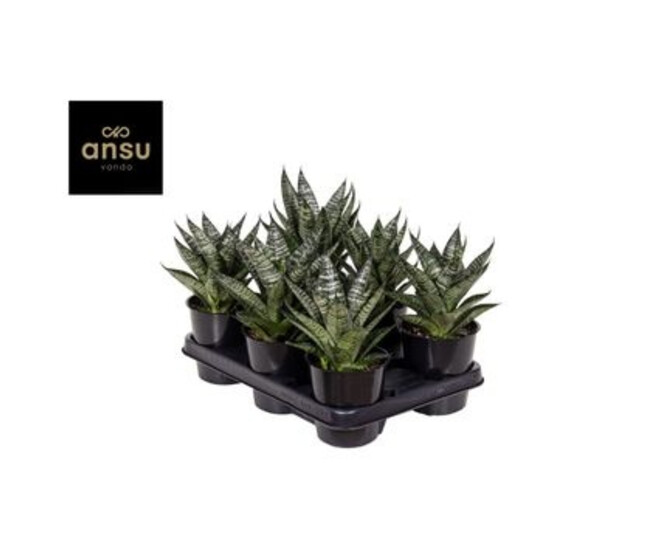 SANSEVIERIA CYLINDRICA MARBLE