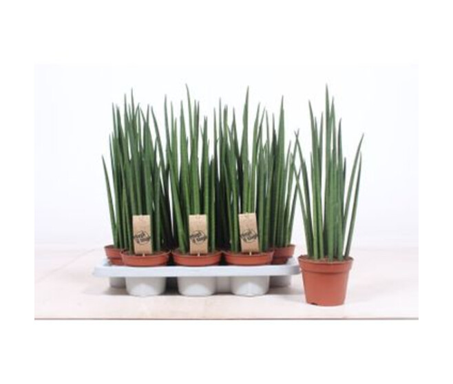 SANSEVIERIA BACULARIS MIKADO