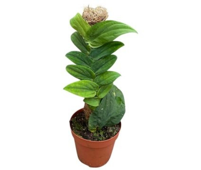 RHAPHIDOPHORA KORTHALSII