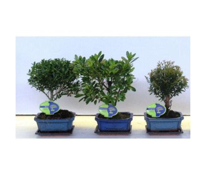BONSAI CERAM