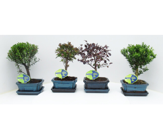 BONSAI CERAM