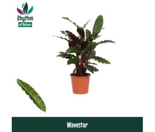 CALATHEA RUFIBARBA WAVESTAR