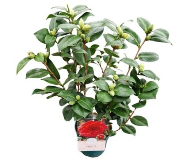 CAMELLIA JAPONICA ROUGE