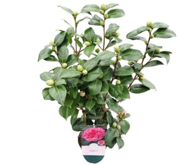 CAMELLIA JAPONICA ROSE
