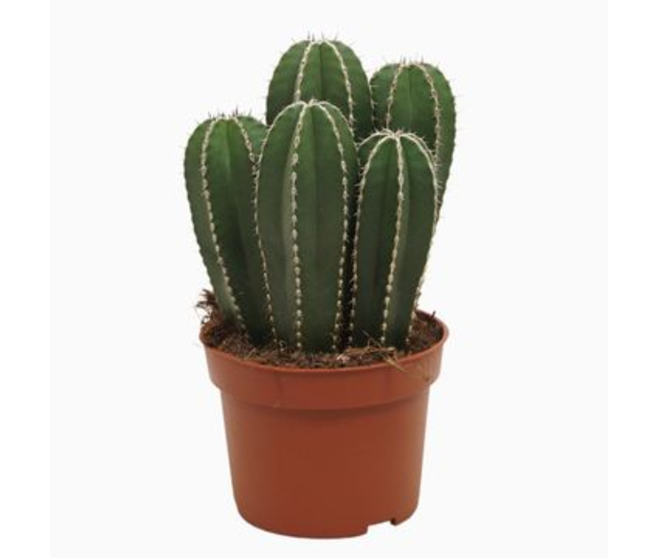 CACTUS CEREUS