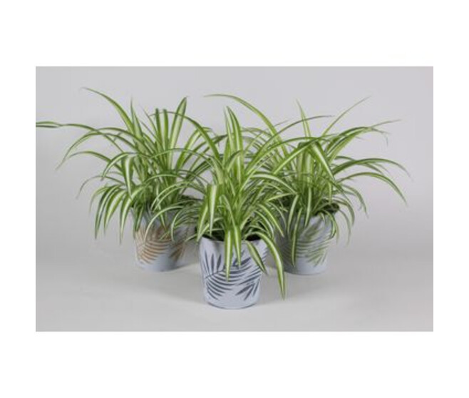 CHLOROPHYTUM ZINC