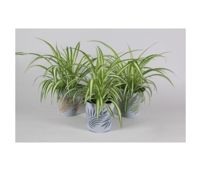 CHLOROPHYTUM ZINC