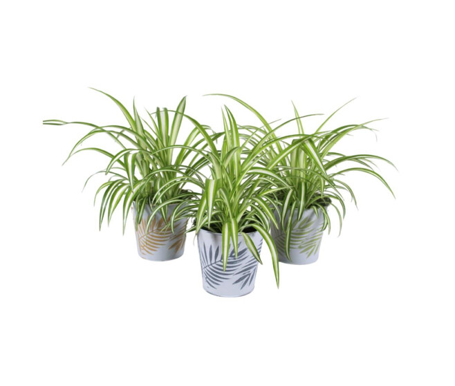 CHLOROPHYTUM ZINC