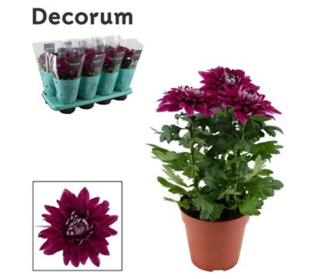 DENDRANTHEMA 3PP SUPERNOVA PURPLE