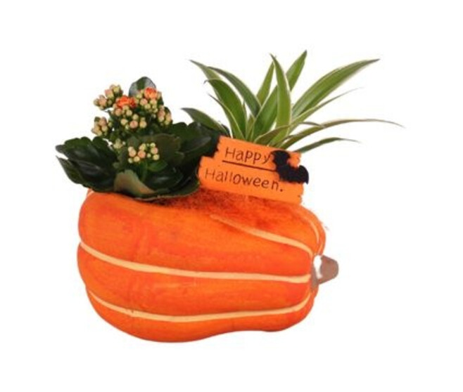 KALANCHOE CHLOROPHYTUM CERAM HALLOWEEN