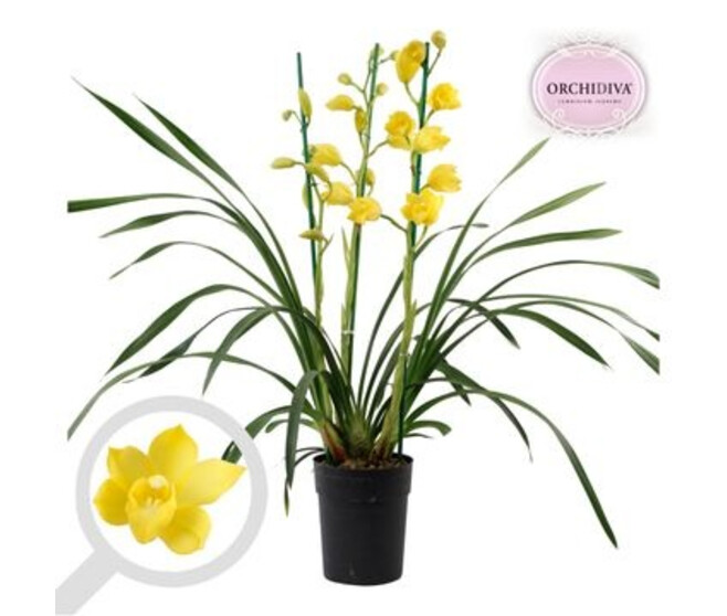 CYMBIDIUM 3BR