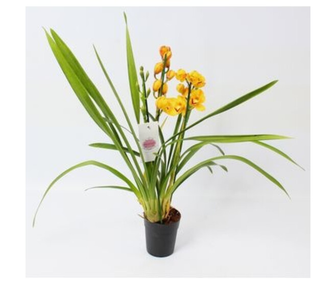 CYMBIDIUM 3BR