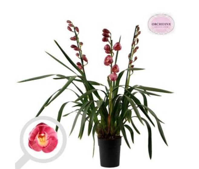 CYMBIDIUM 3BR