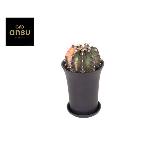CACTUS GYMNOCALYCIUM