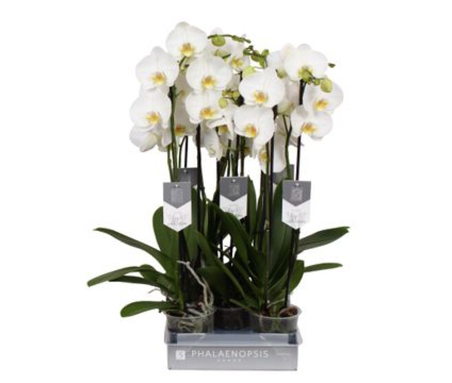 PHALAENOPSIS 2BR ARTHURA NOTTINGHAM