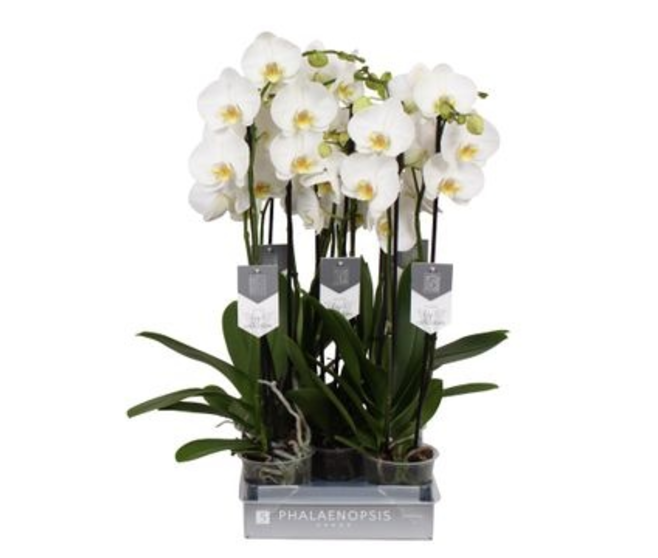 PHALAENOPSIS 2BR ARTHURA NOTTINGHAM