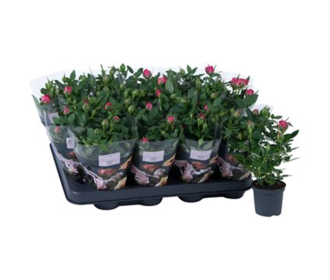 ROSIER PARTY PINK