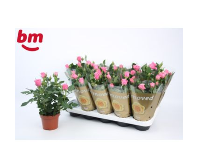 ROSIER BEAUMONDE DARK PINK