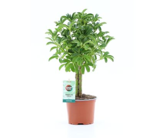 SCHEFFLERA LUSEANA