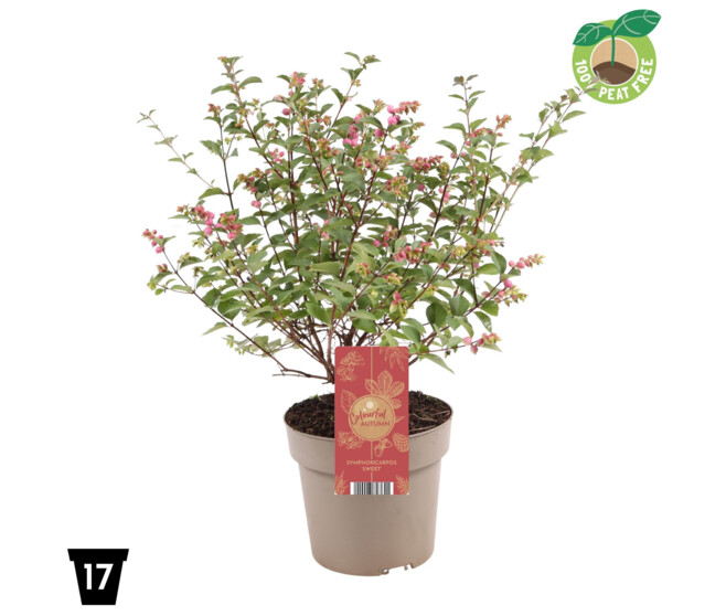 SYMPHORINE MAGICAL GALAXY ROSE