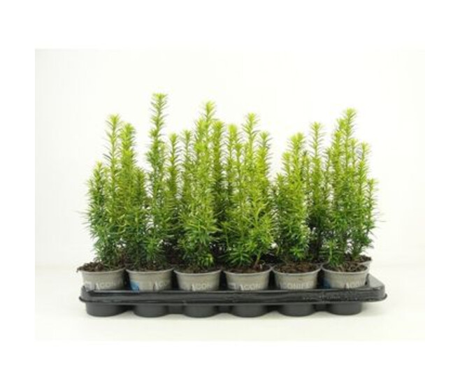 TAXUS BACCATA