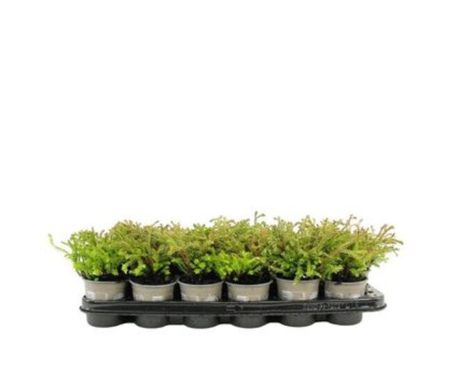 THUJA GOLDEN TUFFET