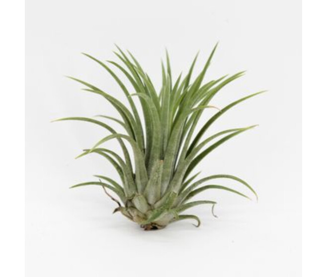 TILLANDSIA IONANTHA
