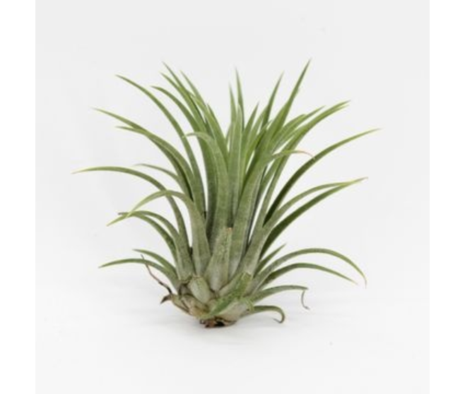 TILLANDSIA IONANTHA