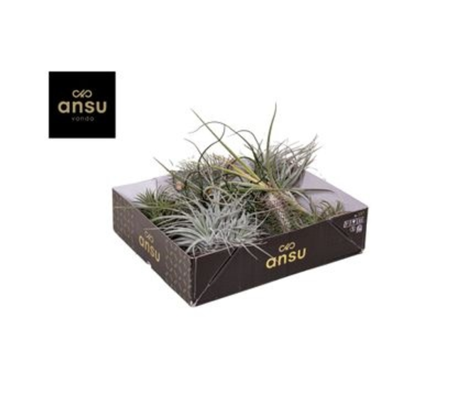 TILLANDSIA