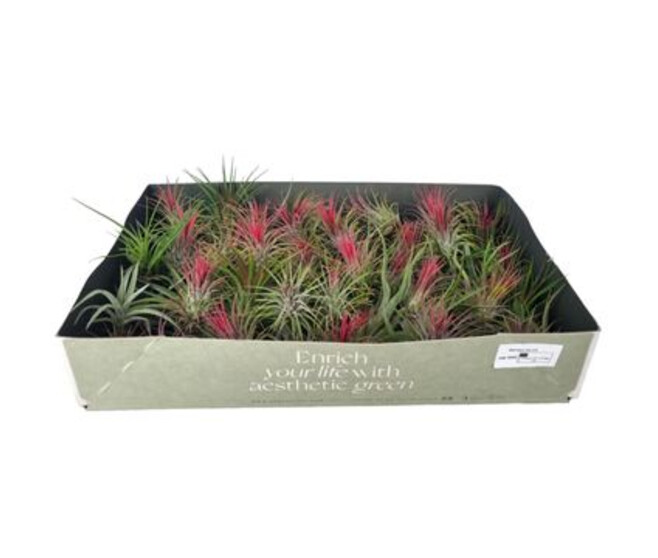 TILLANDSIA