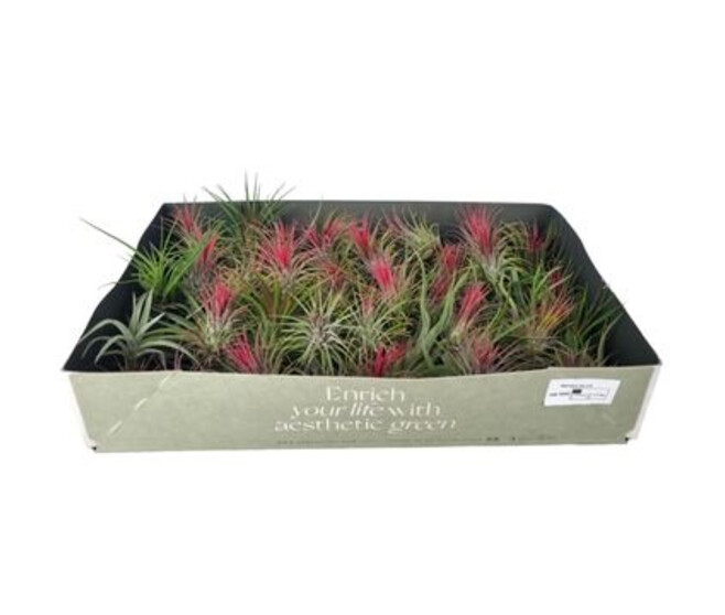 TILLANDSIA