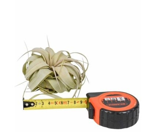 TILLANDSIA XEROGRAPHICA