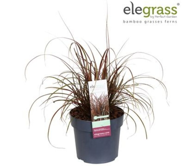 UNCINIA RUBRA EVERFLAME