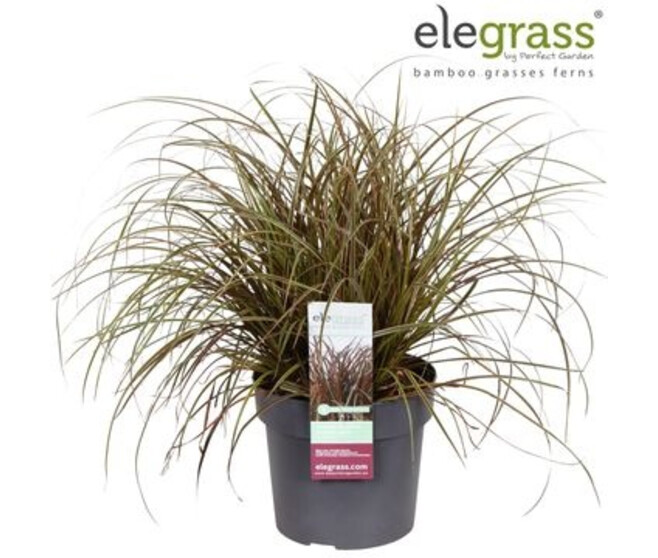 UNCINIA RUBRA EVERFLAME