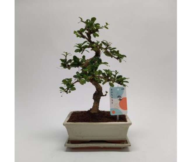 BONSAI CARMONA CERAM