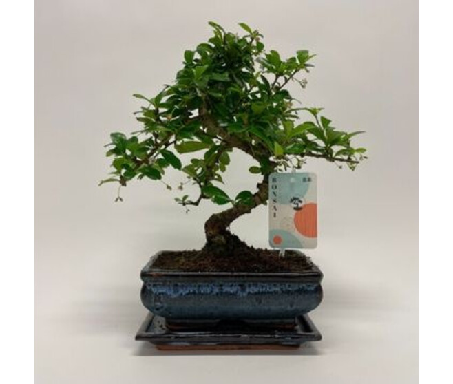BONSAI CARMONA CERAM